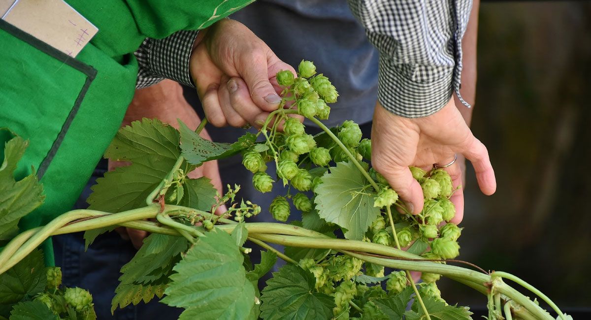 Person Working with Hops Vines