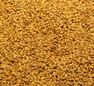 Barley Grains