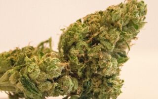 Cannabis buds