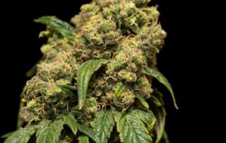 Cannabis Ready to Harvest