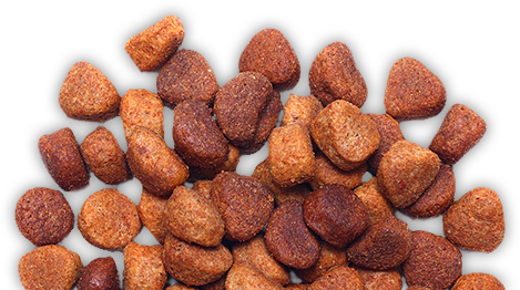 Dog Food 10