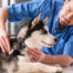 Male Vet with Dog 3