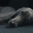 Dog Laying on Carpet